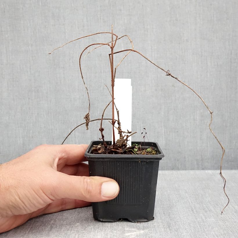 Ejemplar de Houblon Jupiter - Humulus lupulus  Godet de 7/8 cm entregado en otoño