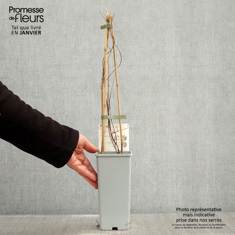 Lúpulo Pure - Humulus lupulus Maceta 1,5L/2L Ejemplar entregado en invierno