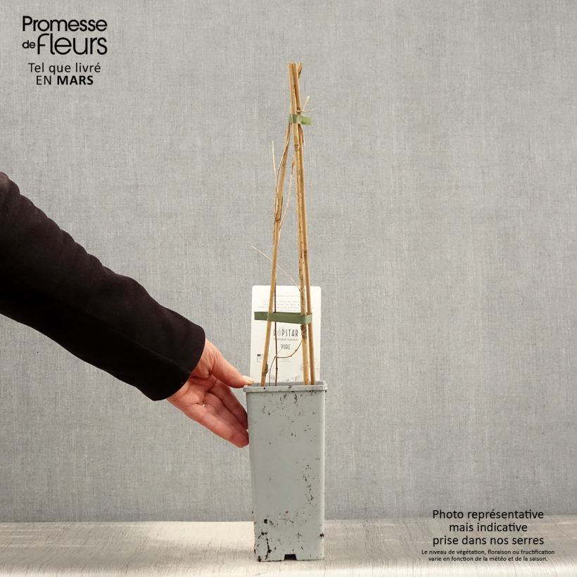 Lúpulo Pure - Humulus lupulus Maceta 1,5L/2L Ejemplar entregado en la primavera