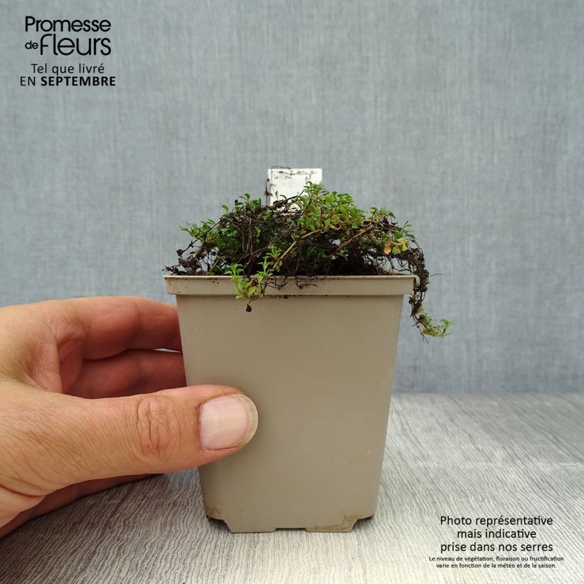 Ejemplar de Houstonia caerulea Millard's Variety Maceta de 8/9 cm entregado en otoño