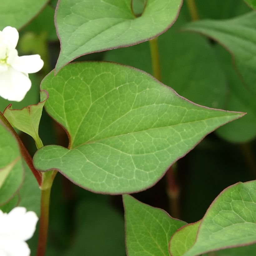 Hierba con olor a pescado - Houttuynia cordata (Follaje)