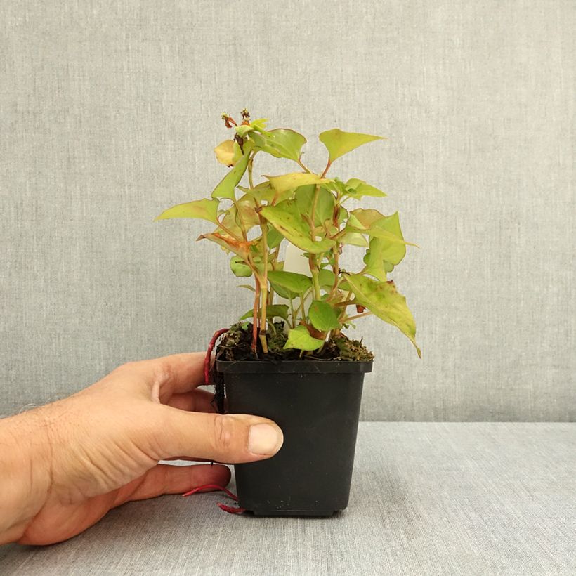 Ejemplar de Houttuynia cordata Flore Pleno - Hierba del pescado Maceta de 8/9 cm entregado en verano