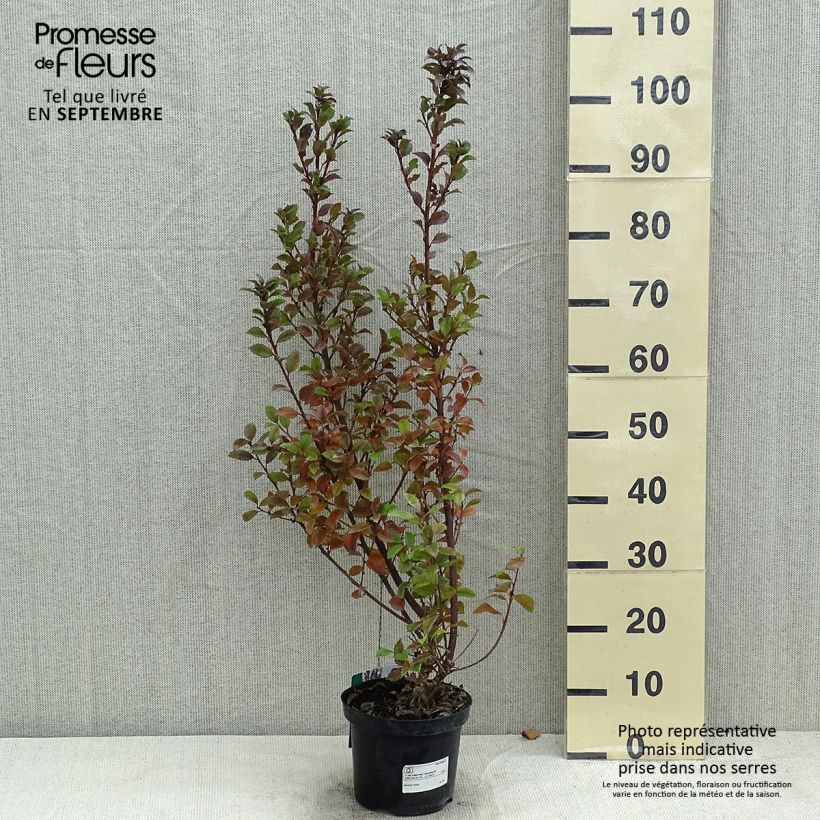 Ejemplar de Acebo azul Heckenstar - Ilex meserveae Maceta 2L/3L entregado en verano