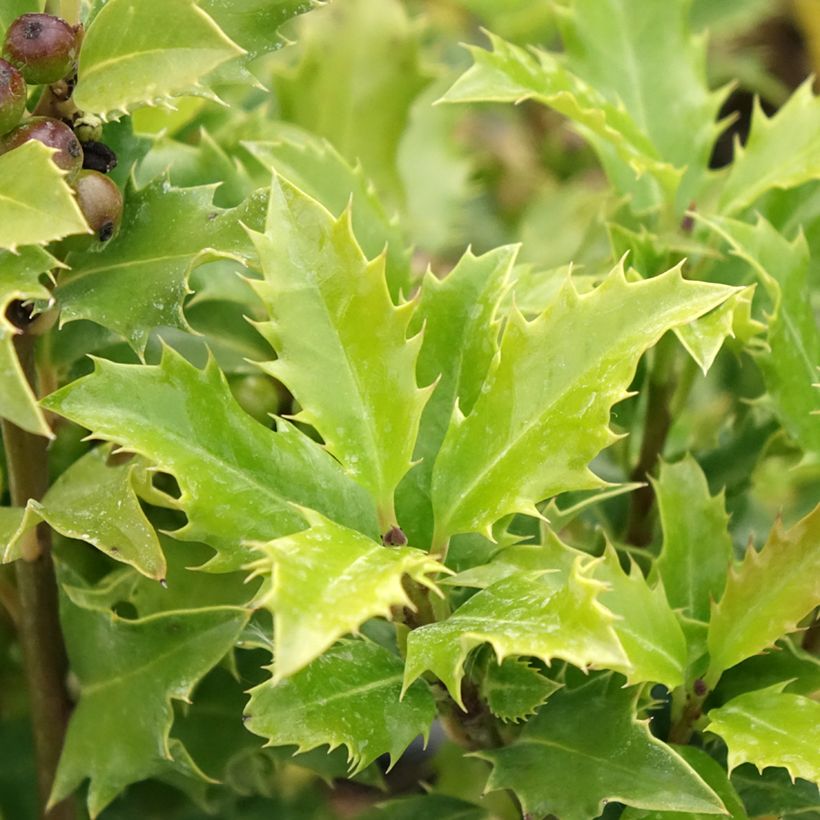 Ilex meserveae Magical Amoro Rosso - Acebo azul (Follaje)