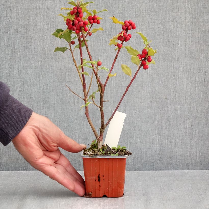 Ejemplar de Ilex meserveae Magical Amoro Rosso - Acebo azul Maceta de 8/9 cm entregado en otoño