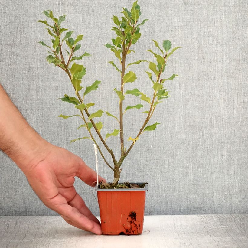 Ejemplar de Ilex meserveae Magical Amoro Rosso - Acebo azul Maceta de 8/9 cm entregado en verano