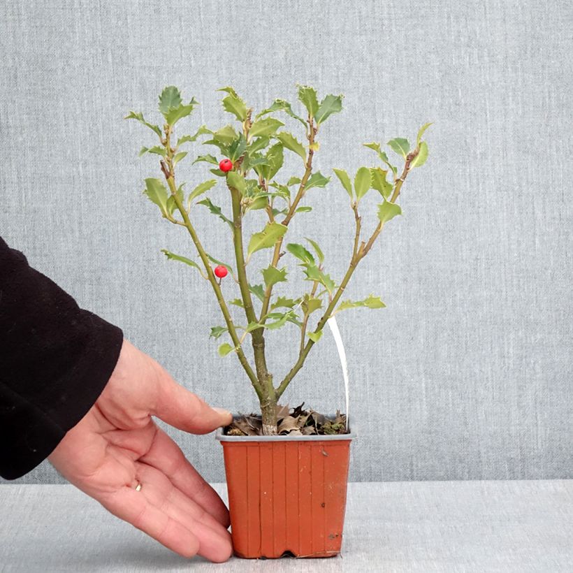 Ilex meserveae Magical Amoro Rosso - Acebo azul Maceta de 8/9 cm Ejemplar entregado en la primavera