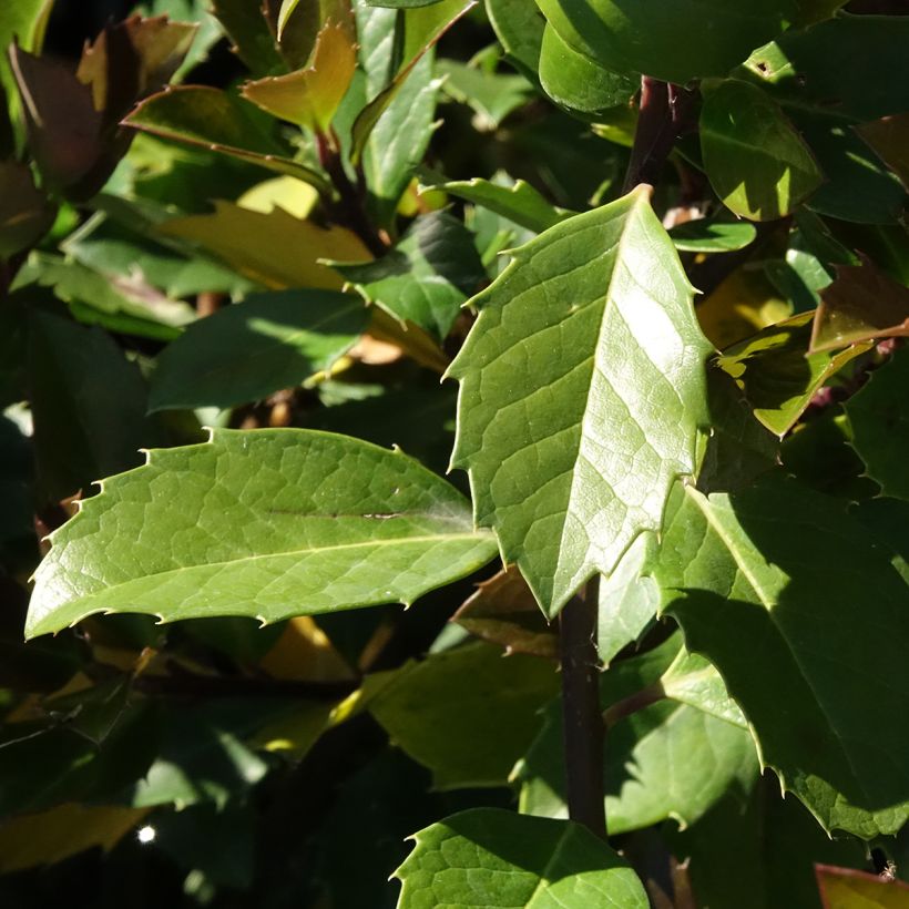 Ilex meserveae Heckenblau - Acebo azul (Follaje)