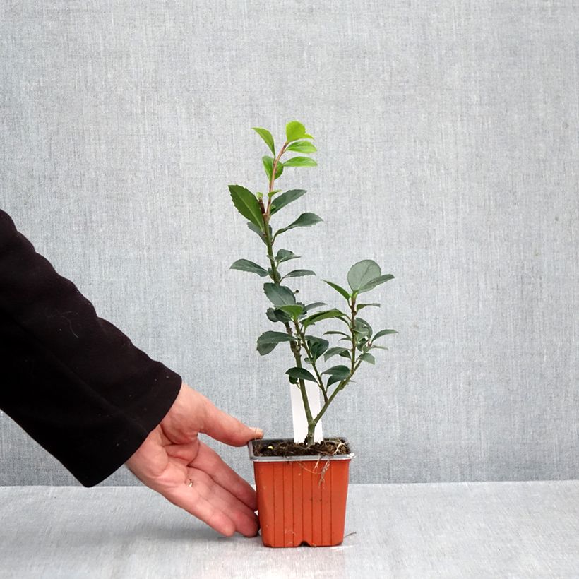 Ejemplar de Ilex meserveae Heckenblau - Acebo azul Maceta de 8/9 cm entregado en otoño