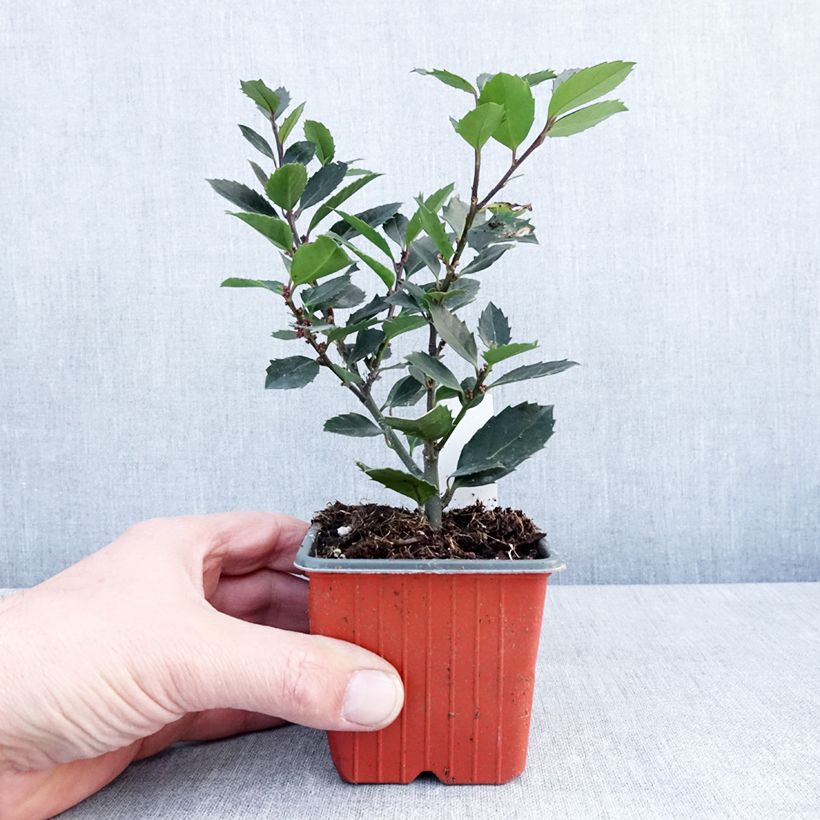 Ilex meserveae Heckenblau - Acebo azul Maceta de 8/9 cm Ejemplar entregado en invierno
