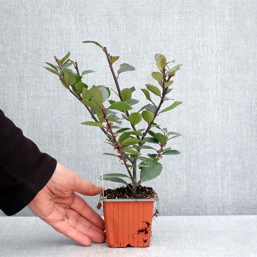 Ilex meserveae Heckenblau - Acebo azul Maceta de 8/9 cm Ejemplar entregado en la primavera