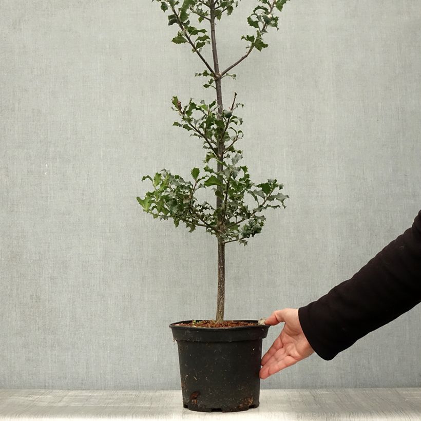 Ejemplar de Ilex aquifolium - Acebo Maceta 7,5L/10L entregado en otoño