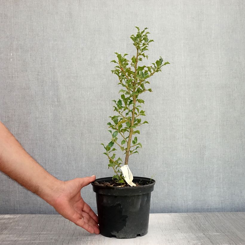 Ejemplar de Acebo Alaska - Ilex aquifolium Maceta 2L/3L entregado en verano