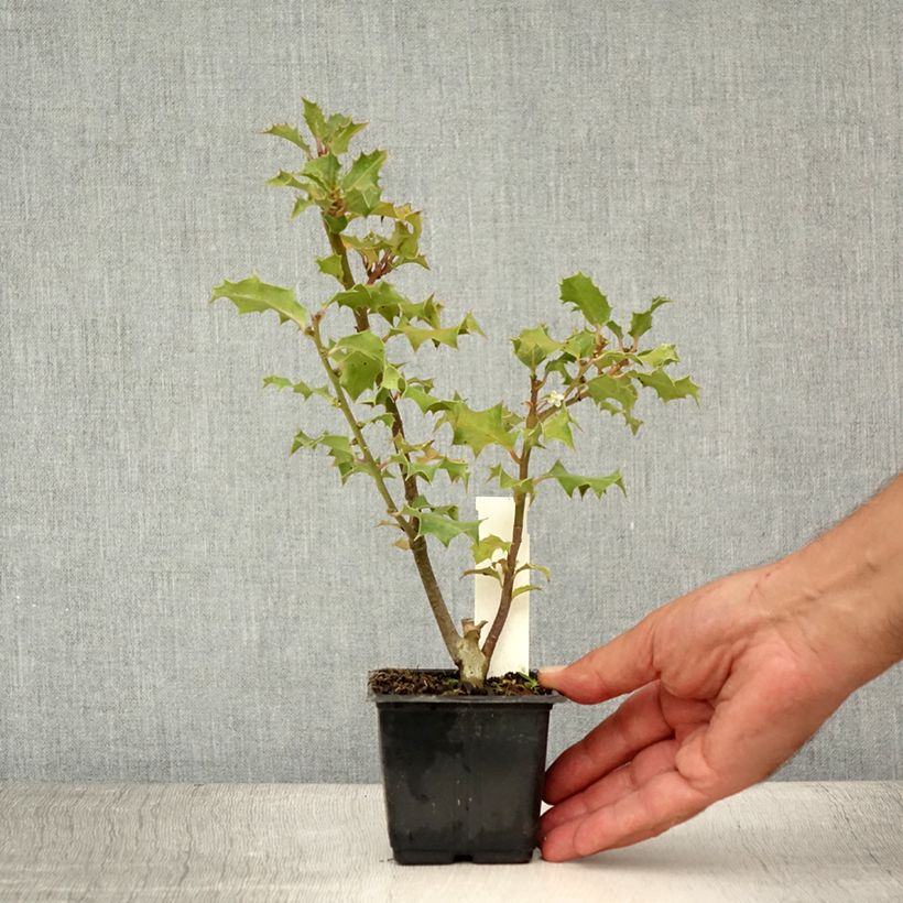 Ejemplar de Houx commun - Ilex aquifolium Godet de 8/9 cm entregado en verano
