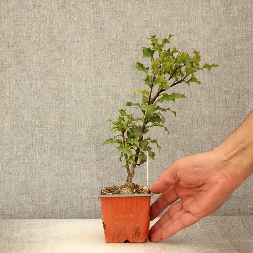Ejemplar de Acebo JC Van Tol - Ilex aquifolium Maceta de 8/9 cm entregado en verano