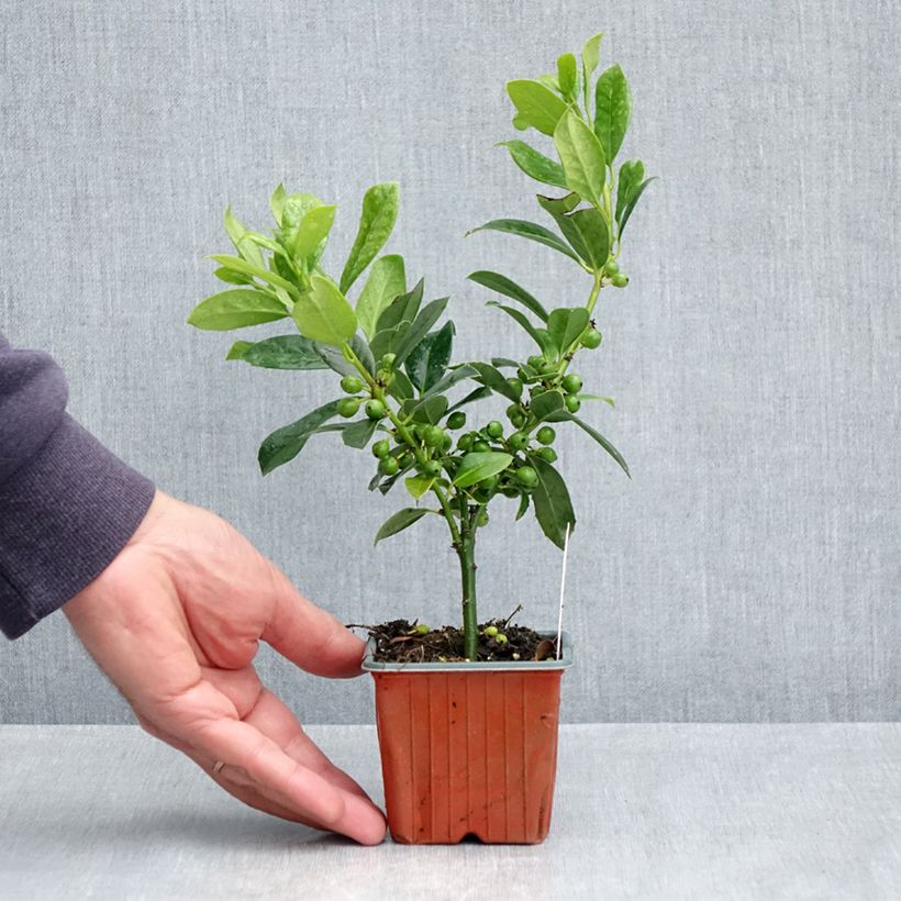 Acebo JC Van Tol - Ilex aquifolium Maceta de 8/9 cm Ejemplar entregado en la primavera