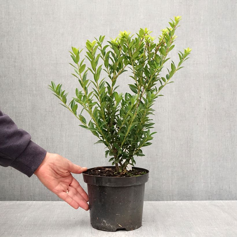 Ejemplar de Acebo japonés Blondie - Acebo japonés Maceta 2L/3L entregado en otoño