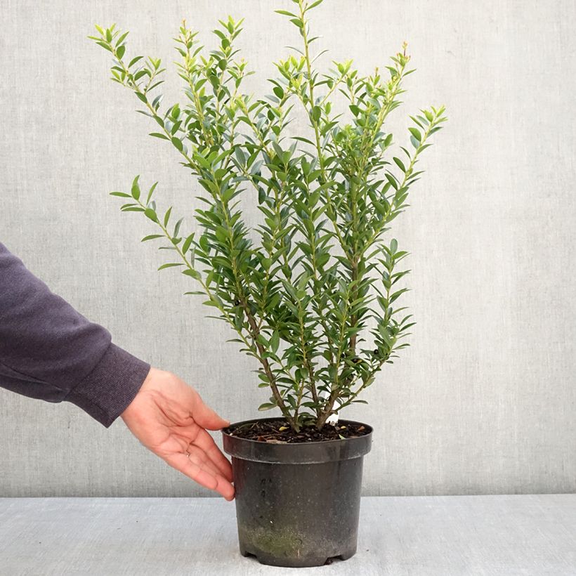 Acebo japonés Blondie - Acebo japonés Maceta 2L/3L Ejemplar entregado en la primavera