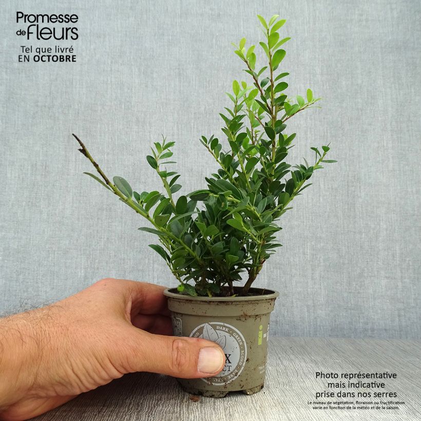 Ejemplar de Acebo japonés Dark Green - Ilex crenata Maceta de 8/9 cm entregado en otoño