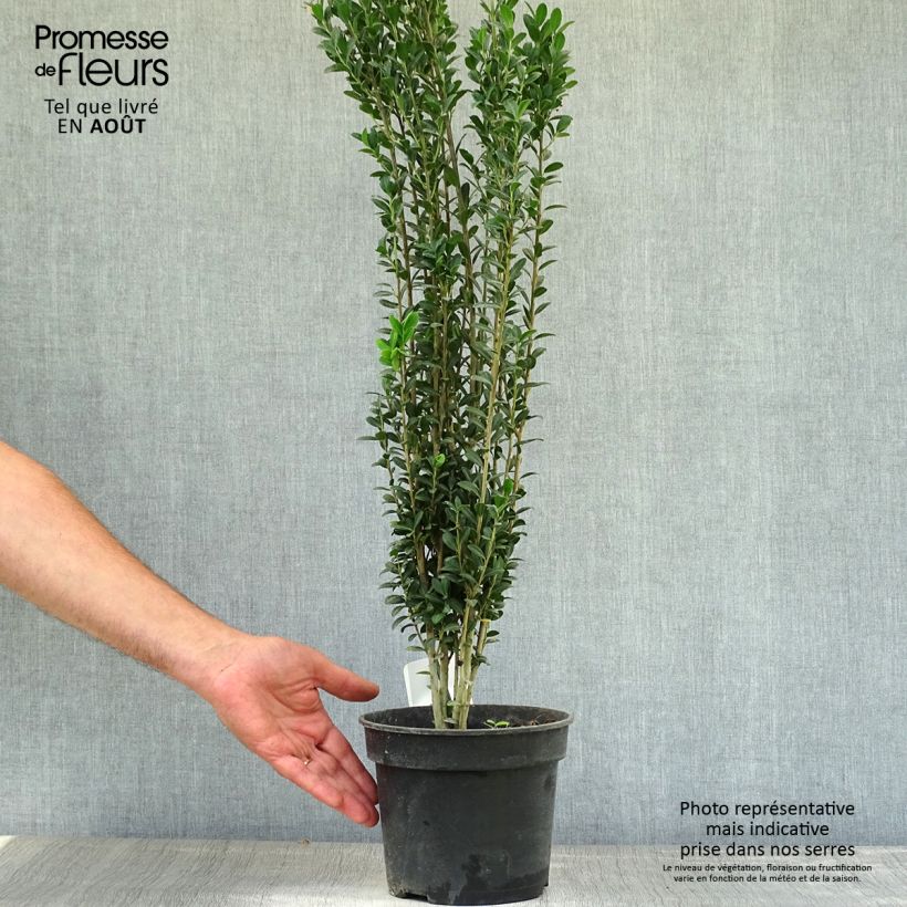 Ejemplar de Acebo japonés Fastigiata - Ilex crenata Maceta 3L/4L entregado en verano