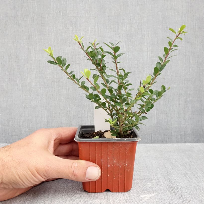 Ejemplar de Acebo japonés Glory Gem - Ilex crenata Maceta de 8/9 cm entregado en otoño