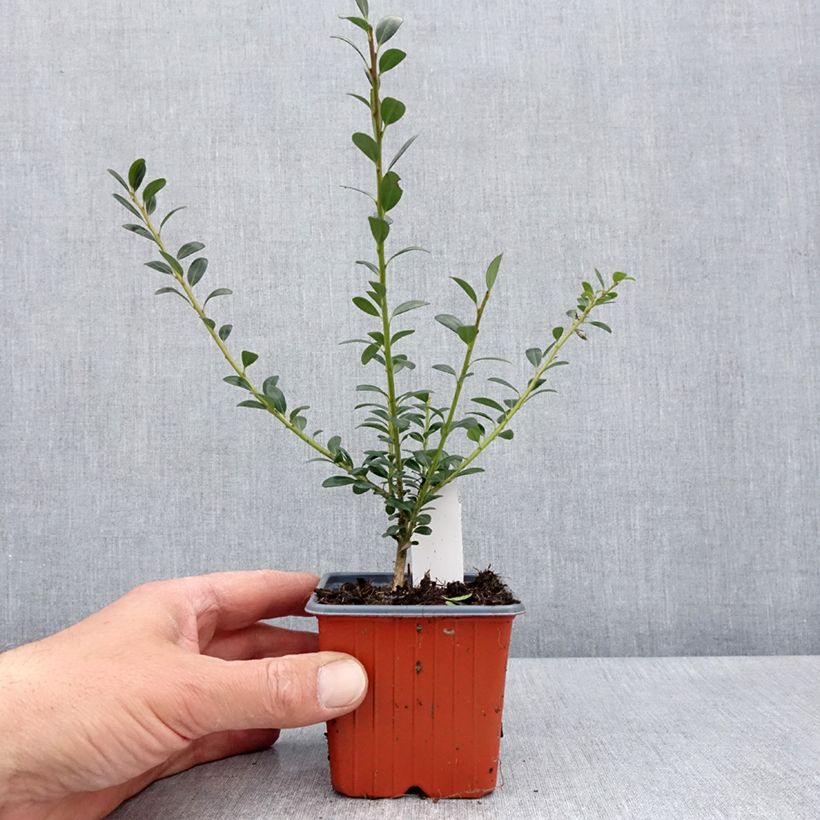 Acebo japonés Glory Gem - Ilex crenata Maceta de 8/9 cm Ejemplar entregado en la primavera