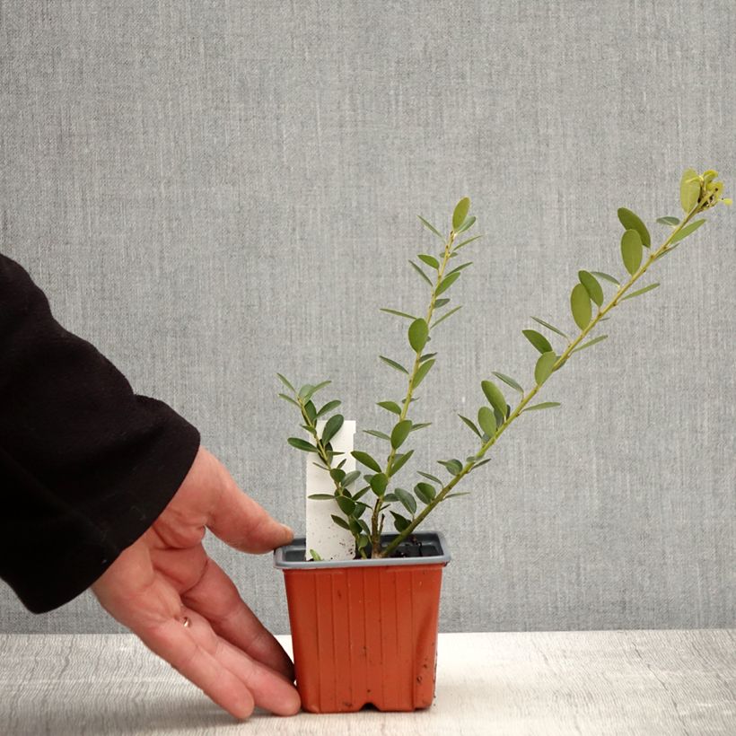 Acebo japonés Green Hedge - Ilex crenata Maceta de 8/9 cm Ejemplar entregado en la primavera