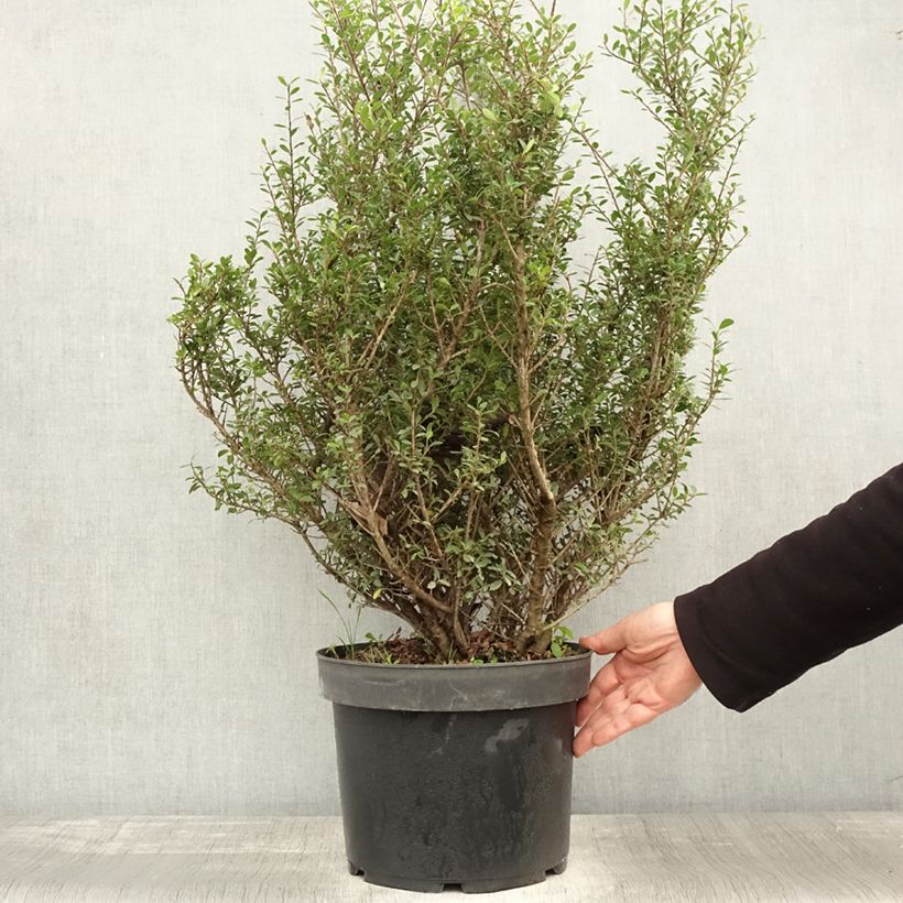 Ejemplar de Acebo japonés Green Hedge - Ilex crenata Maceta 7,5L/10L entregado en otoño