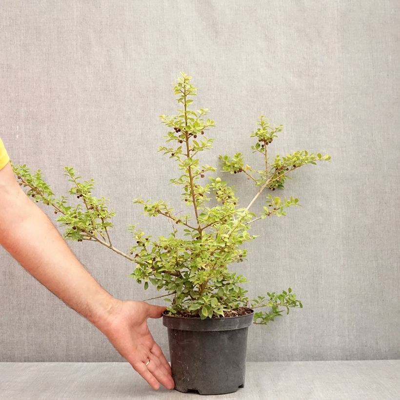 Ejemplar de Acebo japonés Green Lustre - Ilex crenata Maceta 2L/3L entregado en verano
