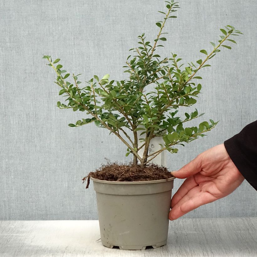 Acebo japonés Green Lustre - Ilex crenata Maceta 2L/3L Ejemplar entregado en la primavera