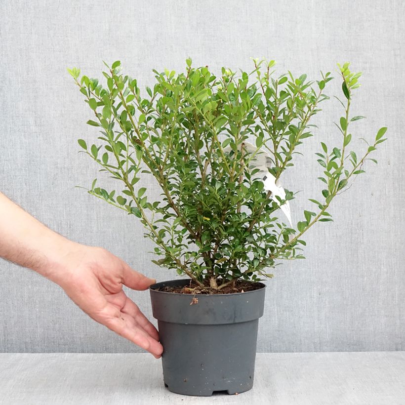 Ejemplar de Acebo japonés Luxus Hedge - Ilex crenata Maceta 2L/3L entregado en otoño