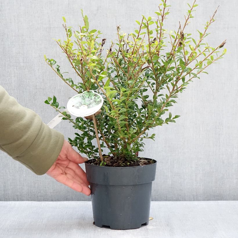 Acebo japonés Luxus Hedge - Ilex crenata Maceta 2L/3L Ejemplar entregado en invierno