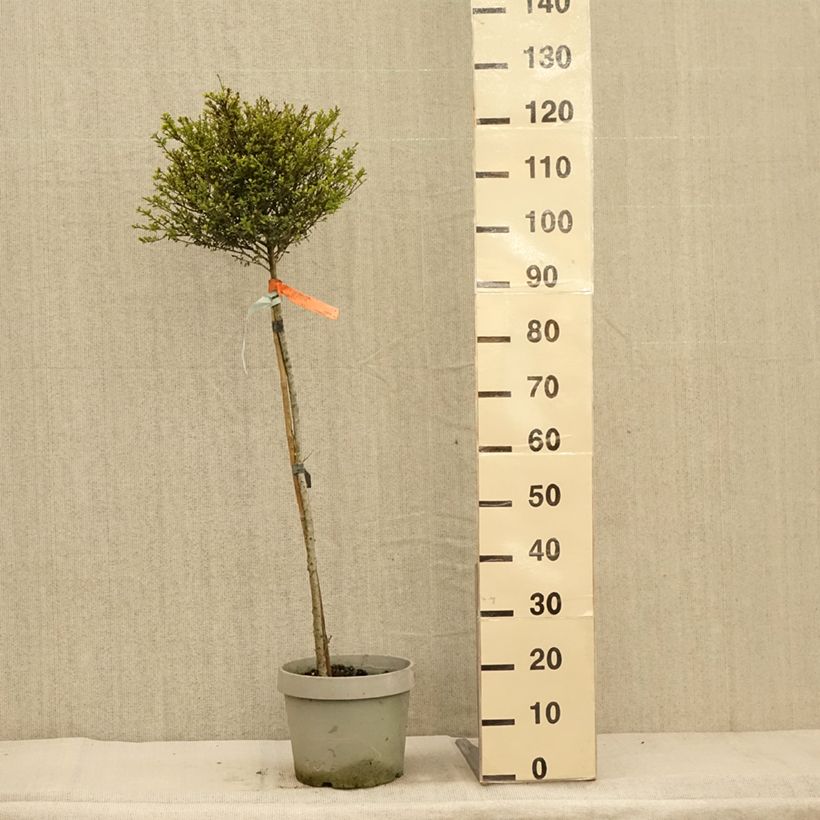 Ejemplar de Acebo japonés Kinme - Ilex crenata Maceta 7,5L/10L entregado en otoño