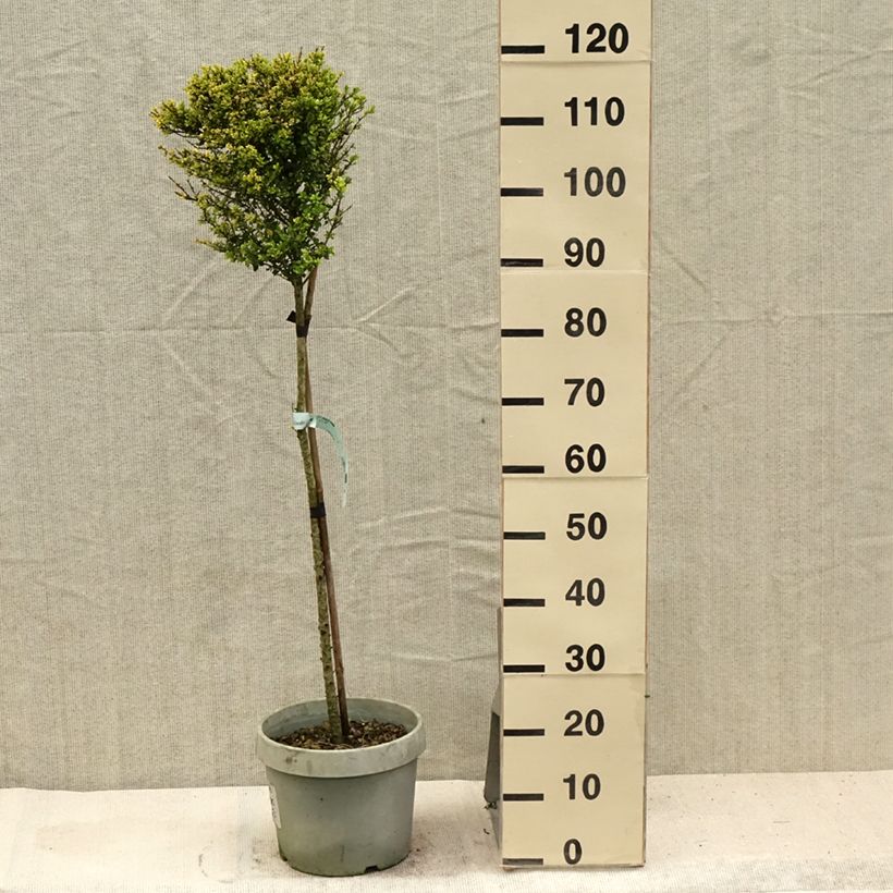 Ejemplar de Acebo japonés Kinme - Ilex crenata Maceta 7,5L/10L, 1/4 tallo entregado en verano