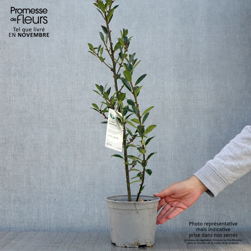 Ejemplar de Ilex meserveae Heckenpracht - Acebo azul Maceta 2L/3L entregado en otoño