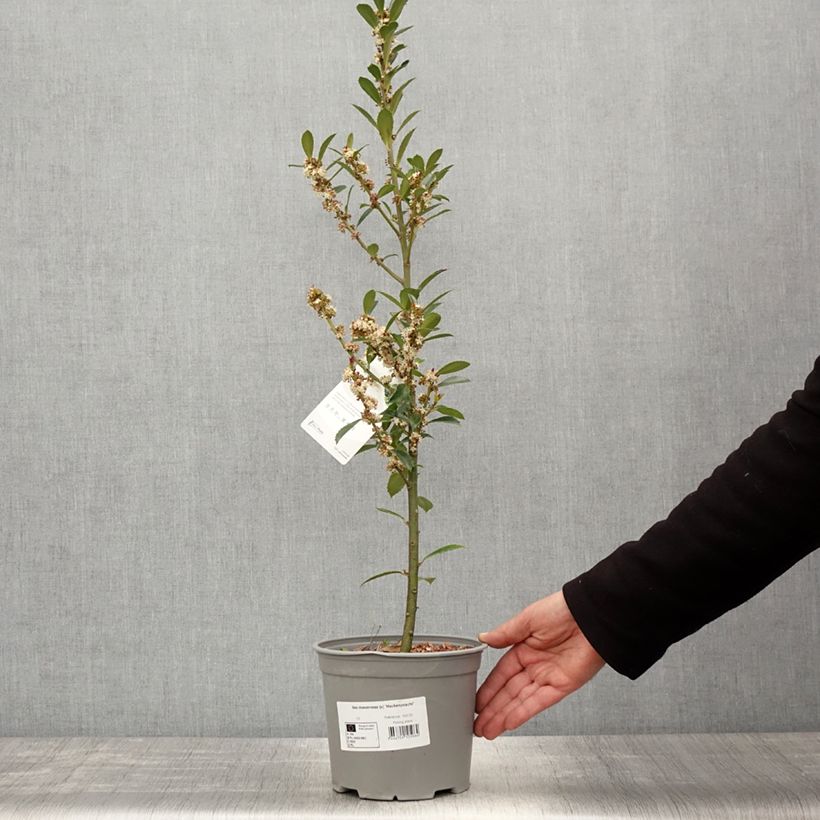 Ilex meserveae Heckenpracht - Acebo azul Maceta 2L/3L Ejemplar entregado en la primavera