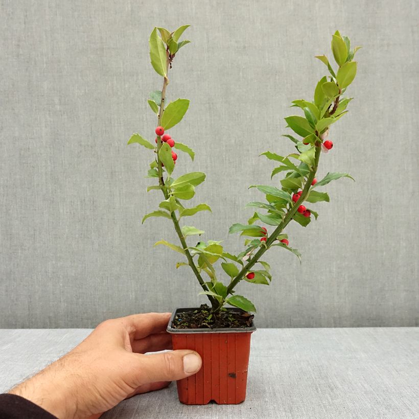 Ejemplar de Ilex meserveae Mesid - Acebo azul Maceta de 8/9 cm entregado en verano