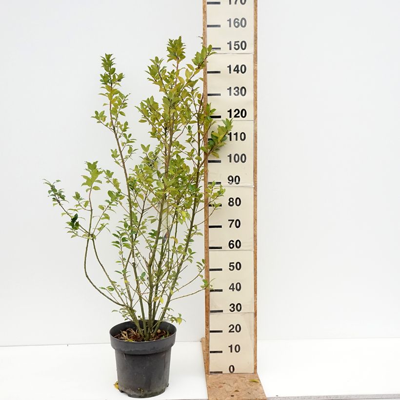 Ejemplar de Ilex meserveae Mesid - Acebo azul Maceta 12L/15L entregado en otoño