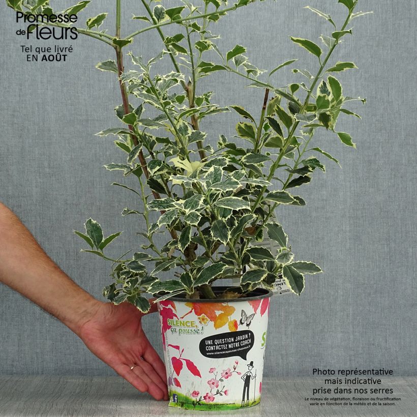 Ejemplar de Ilex aquifolium Argenteomarginata - Acebo Maceta 2L/3L entregado en verano
