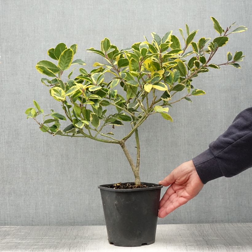 Ejemplar de Acebo Golden King - Ilex Maceta 2L/3L entregado en verano