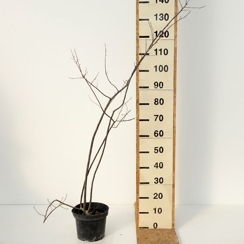 Ejemplar de Ilex verticillata Oosterwijk  - Acebo Maceta 4L/5L entregado en otoño