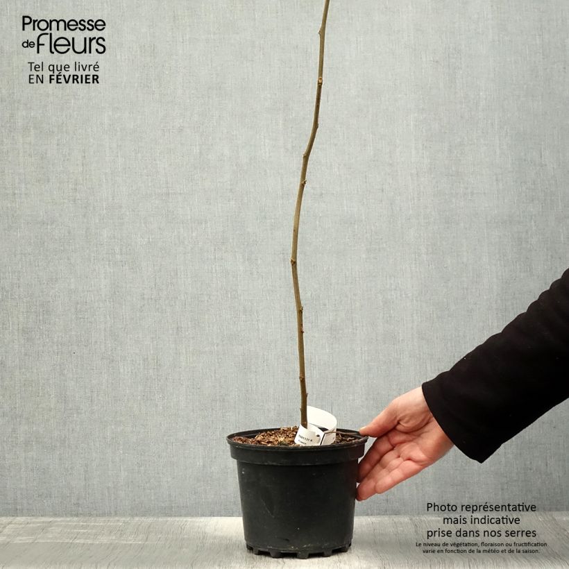 Palito dulce - Hovenia dulcis Maceta 2L/3L Ejemplar entregado en invierno