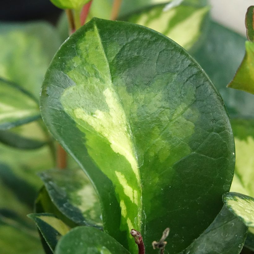 Hoya australis Tricolor (Follaje)