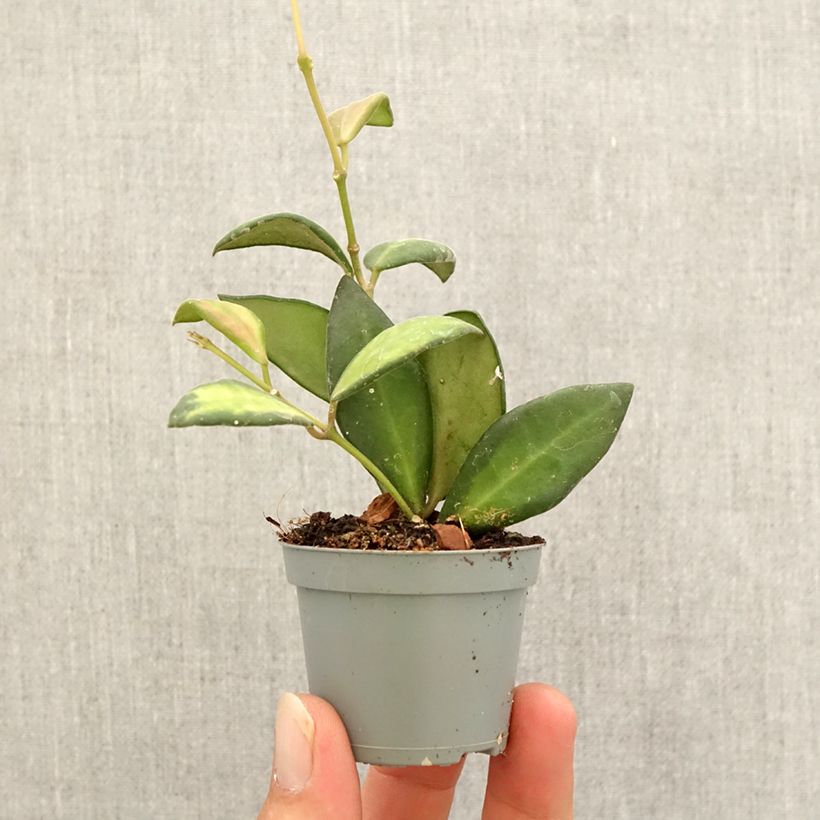 Ejemplar de Hoya burtoniae Variegata Mini-plante entregado en otoño