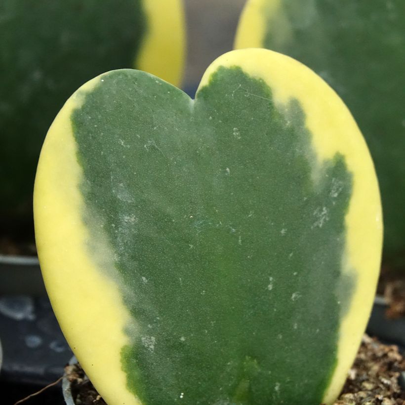 Hoya kerrii Variegata - Planta corazónnachée (Follaje)