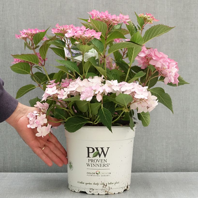 Ejemplar de Hydrangea  serrata Frozen Smoothie - Hortensia  Maceta 4L/5L entregado en verano