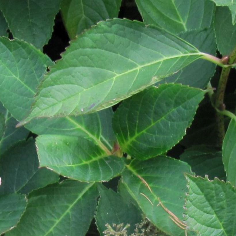 Hortensia macrophylla Mariesii Perfecta - Hydrangea (Follaje)