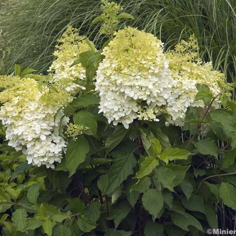 Hortensia paniculata Phantom - Hydrangea (Porte)