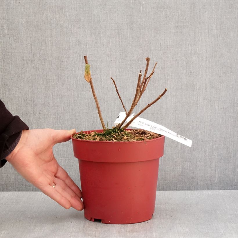 Hortensia paniculata Bloody Marie - Hydrangea Maceta 3L/4L Ejemplar entregado en invierno