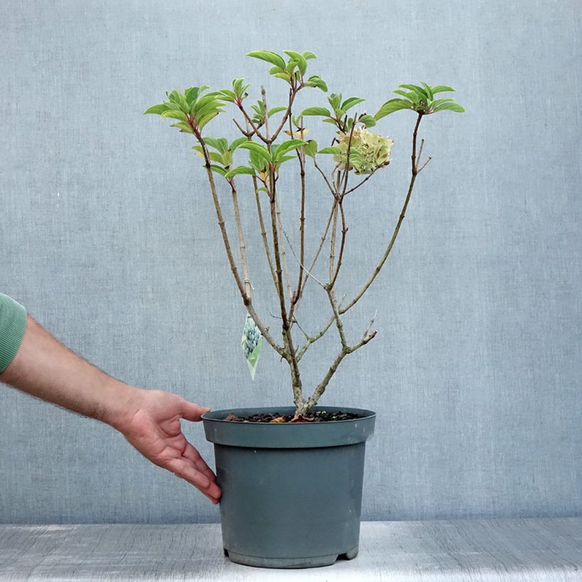 Ejemplar de Hortensia paniculata Bobo - Hydrangea paniculata Maceta 6L/7L entregado en verano